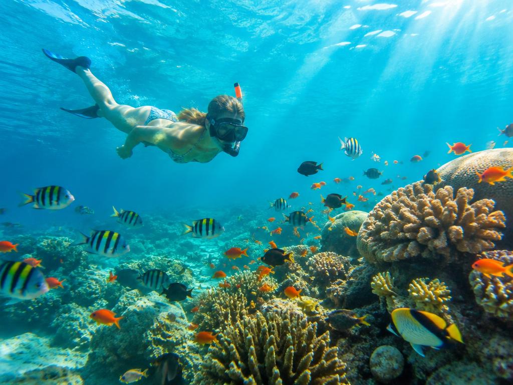 Snorkeler swimming among colorful reef fish and coral in clear tropical water