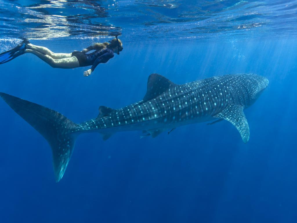 Snorkeler swimming beside a whale shark in South Ari Atoll