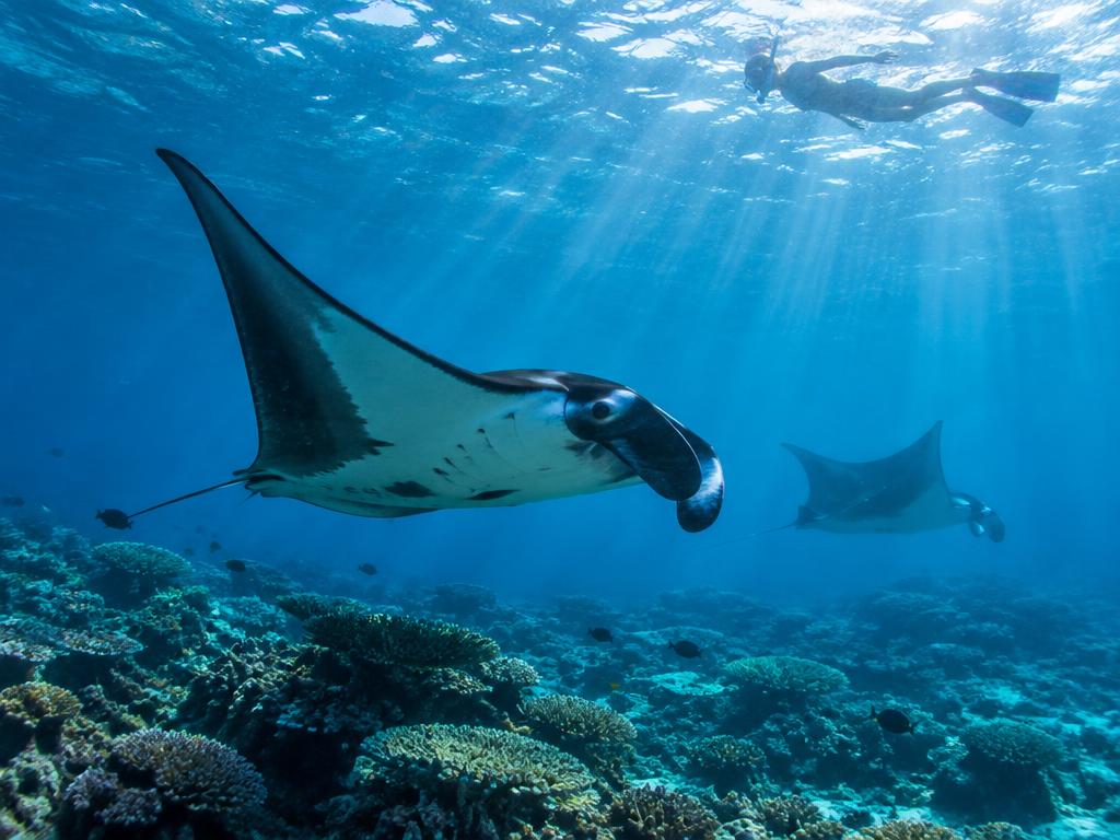 Manta rays gliding over a coral reef with a snorkeler above in Baa Atoll