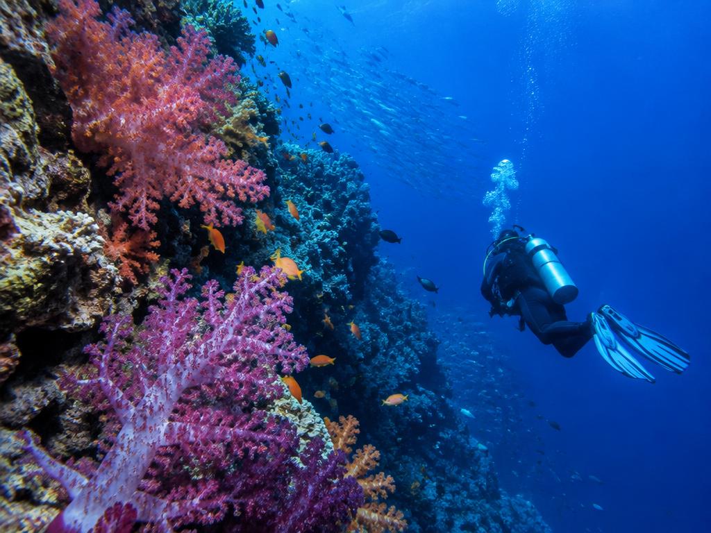 Scuba diver beside soft corals on a Maldives reef channel wall