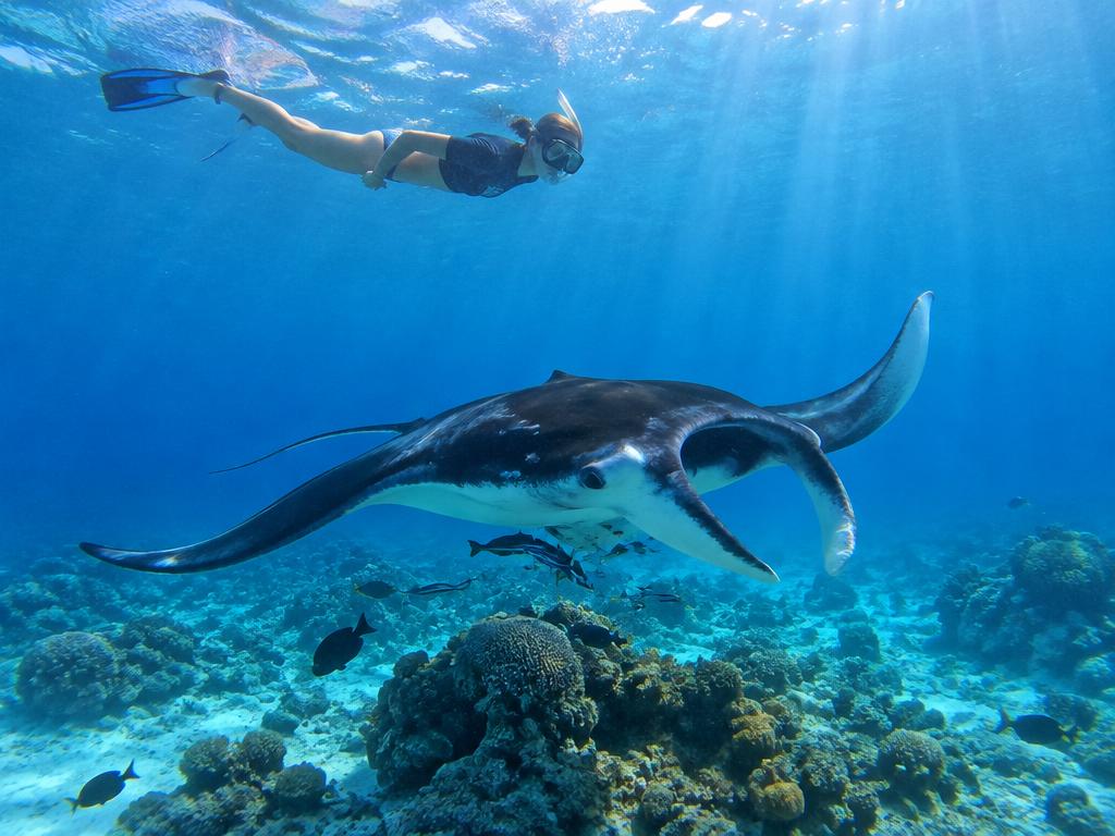 Snorkeler floating above a manta ray gliding over a coral reef in the Maldives