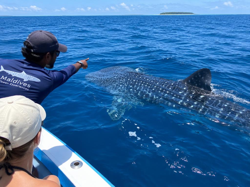 Guide pointing out a whale shark at the surface beside an excursion boat