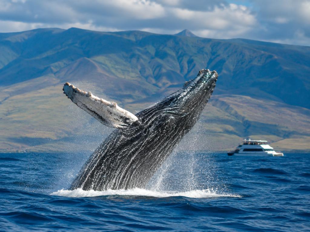 Humpback whale breaching off West Maui
